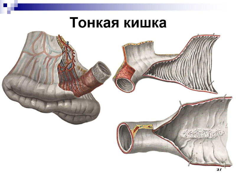 37 Тонкая кишка